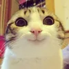 funnypet3456