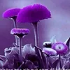 dungphamthi_