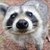 raccoon_eyes
