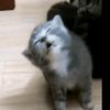 kucing_pon