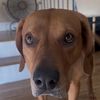 jaxthedoggo41020