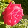 fazela.hariri