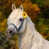 kaewan7438
