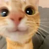 hi.am.baste