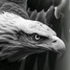 eagle.eye668