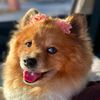 munzterthepomeranian