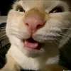 dogithesilly