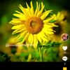 ko_hein2