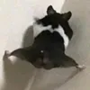 dansliquescens