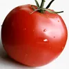 userpomidor_abemka