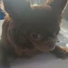 tamrafmac