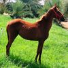anas.alsayd8