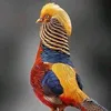 noooralain
