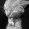 tuanh_555
