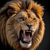 lionjr80