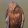 8vi013