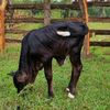 MR.BULLS THE CATTLE MAN