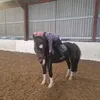 coco_trots0