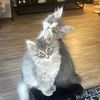 kumoandluna