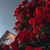 shahdnader45