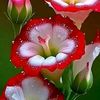 elizabeth_12773