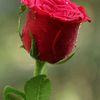 babarahmad316