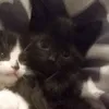nqthnhatzi