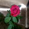 rifa3792