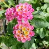 mygardendk