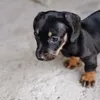 ottothewiener