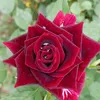 queenuk54
