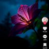 user4306293002575