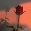 rose32209