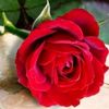 hanen.alhidad
