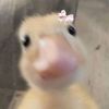 uiu8_8