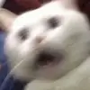 kotkitkucf