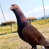 abid_suka_merpati00
