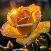 md.miraz825