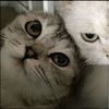 rifaah4_
