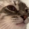 kitcat4203