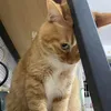thichngkocothat_