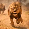 Funny animals