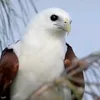 asmersonam