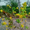 thanh_diepdz