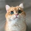 orna_lina