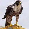 _313majd_7