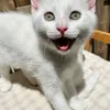 sunny.kitti