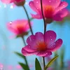 fariya501516