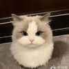 baa_167