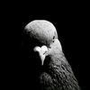 pidgeon_joe